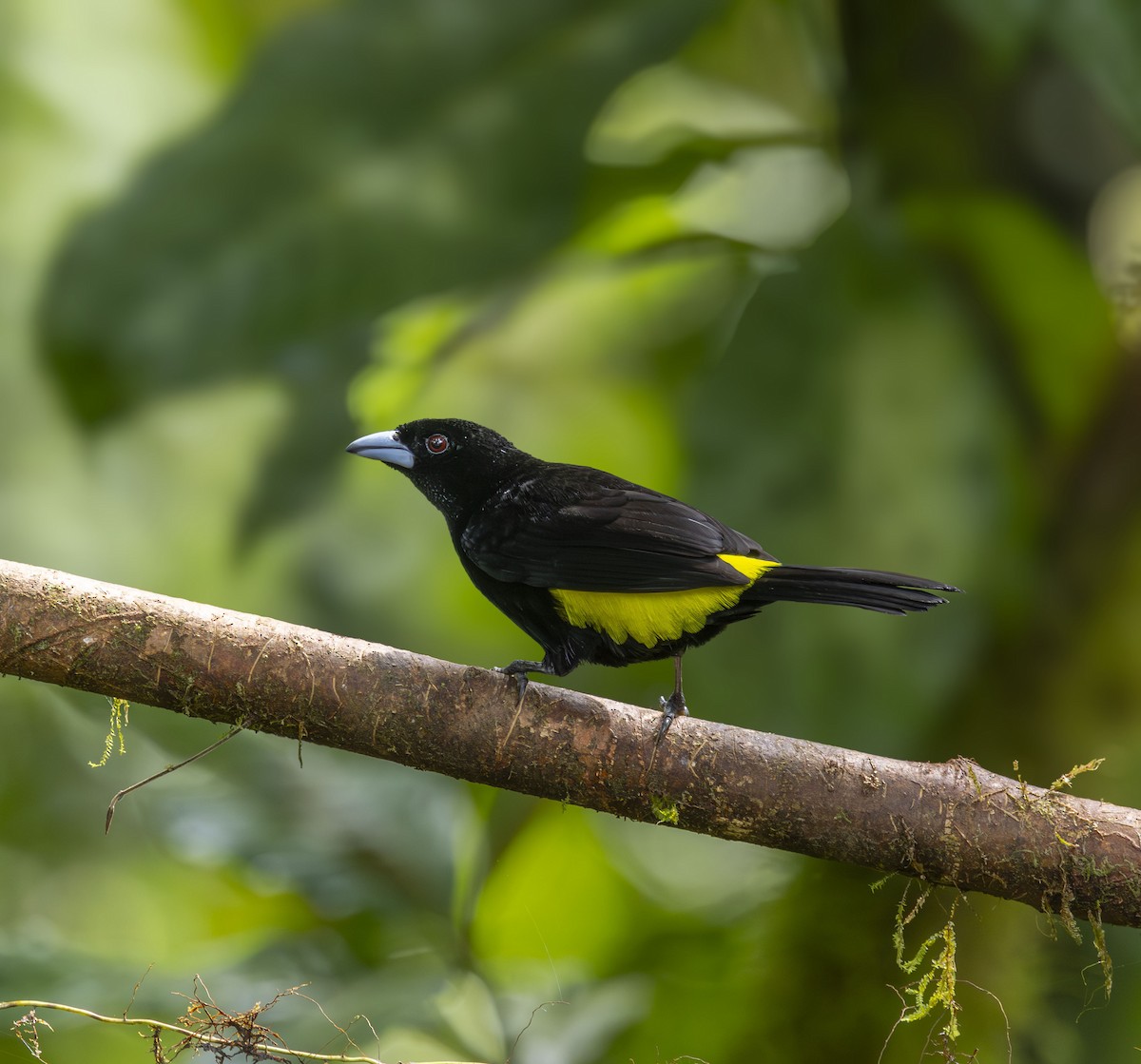 Alev Sokumlu Tangara (icteronotus) - ML642275288