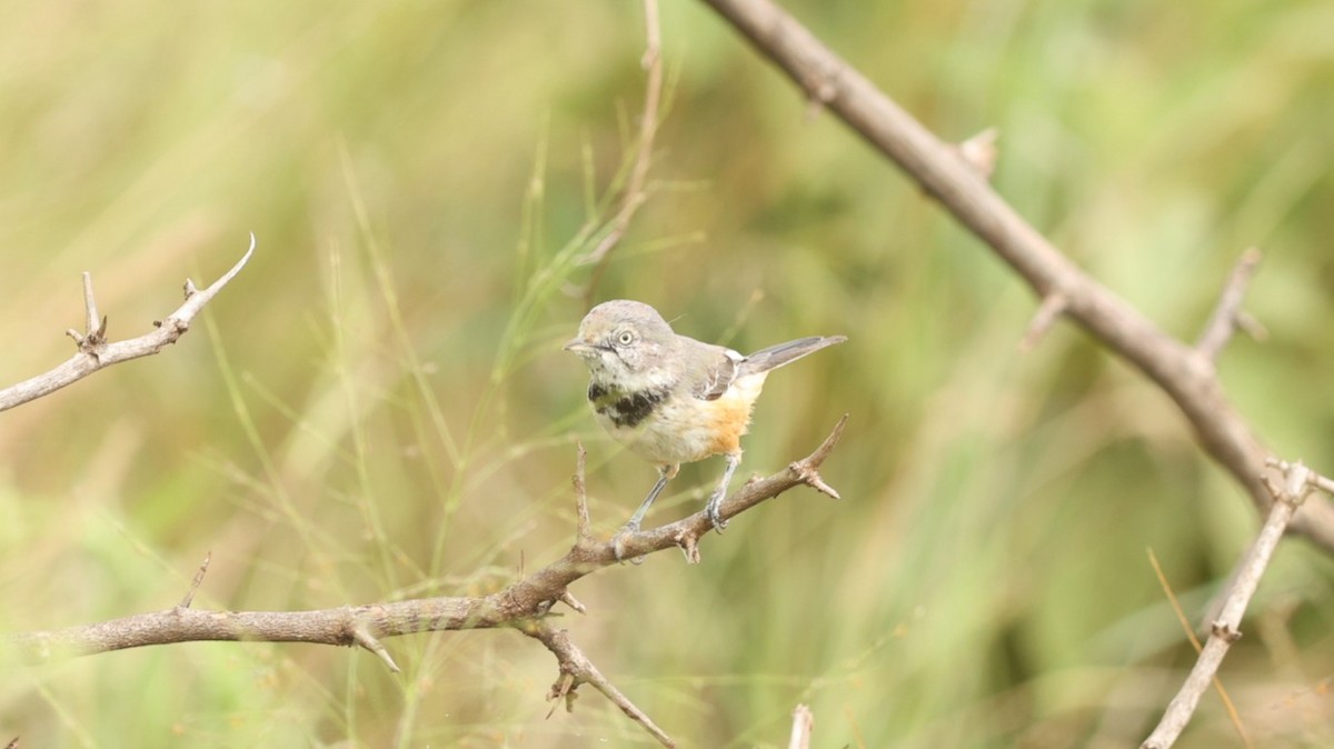 Banded Parisoma - ML642275298