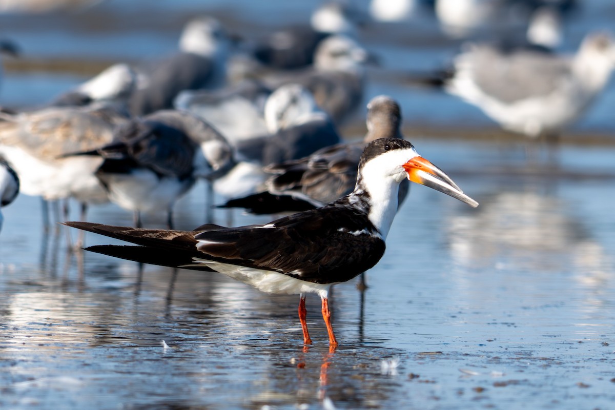 Black Skimmer - ML642275299