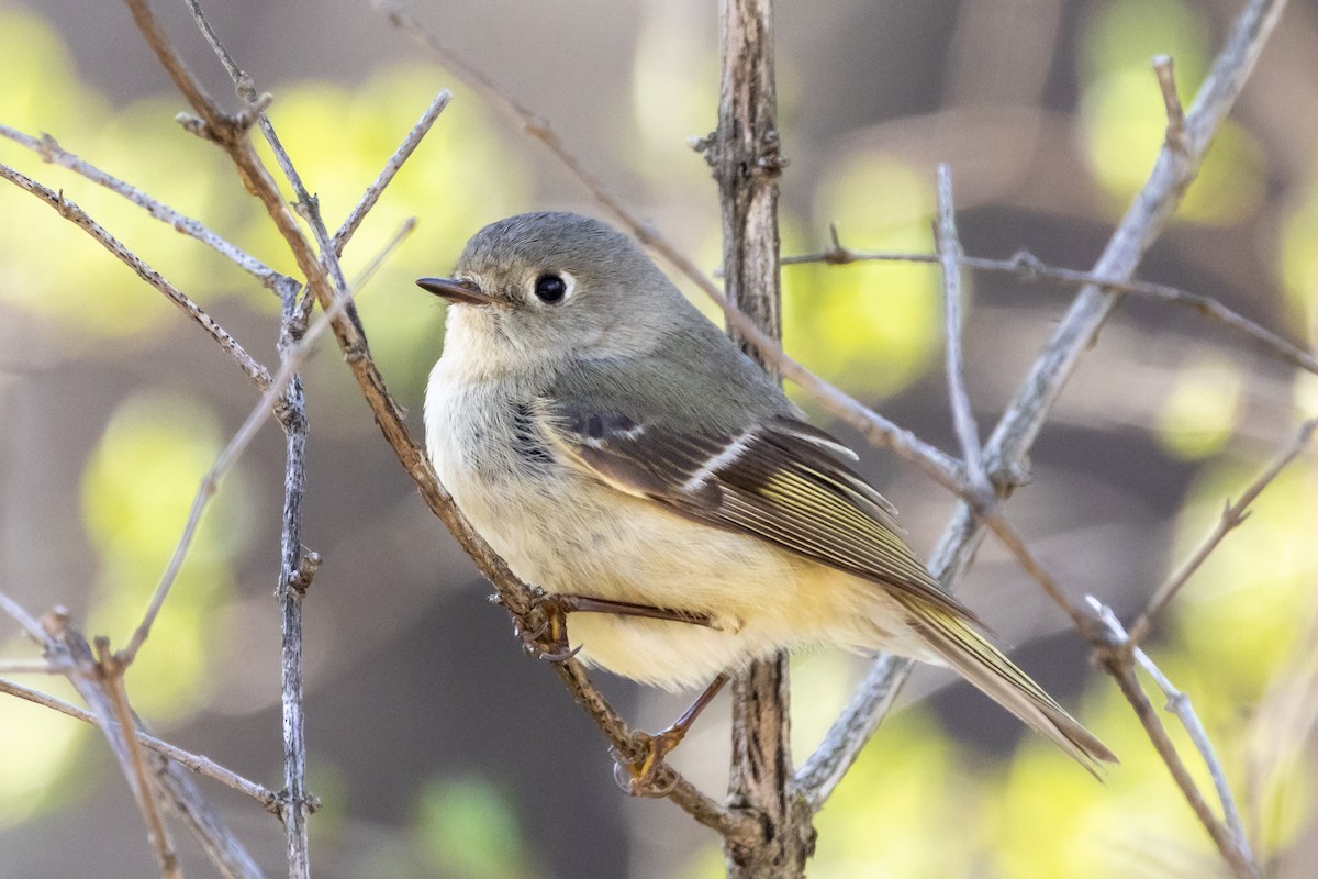 Ruby-crowned Kinglet - ML642275322