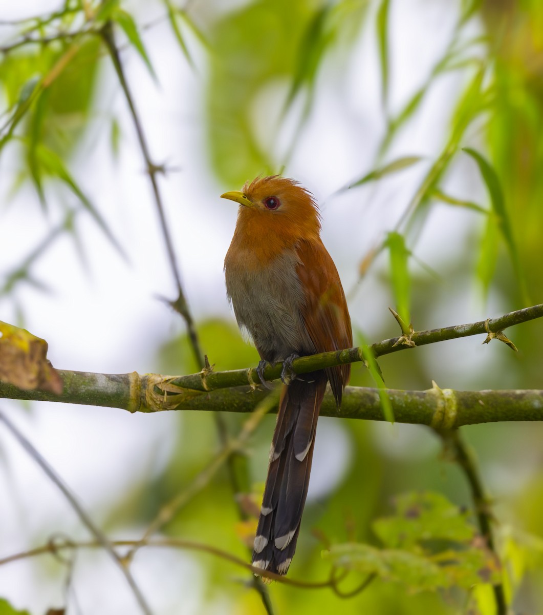 Little Cuckoo - ML642275344