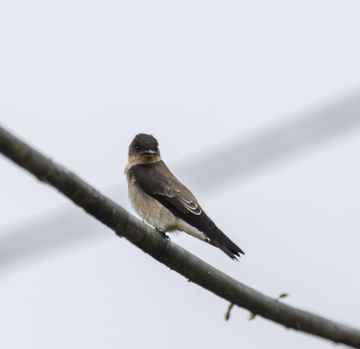 Southern Rough-winged Swallow - ML642275351