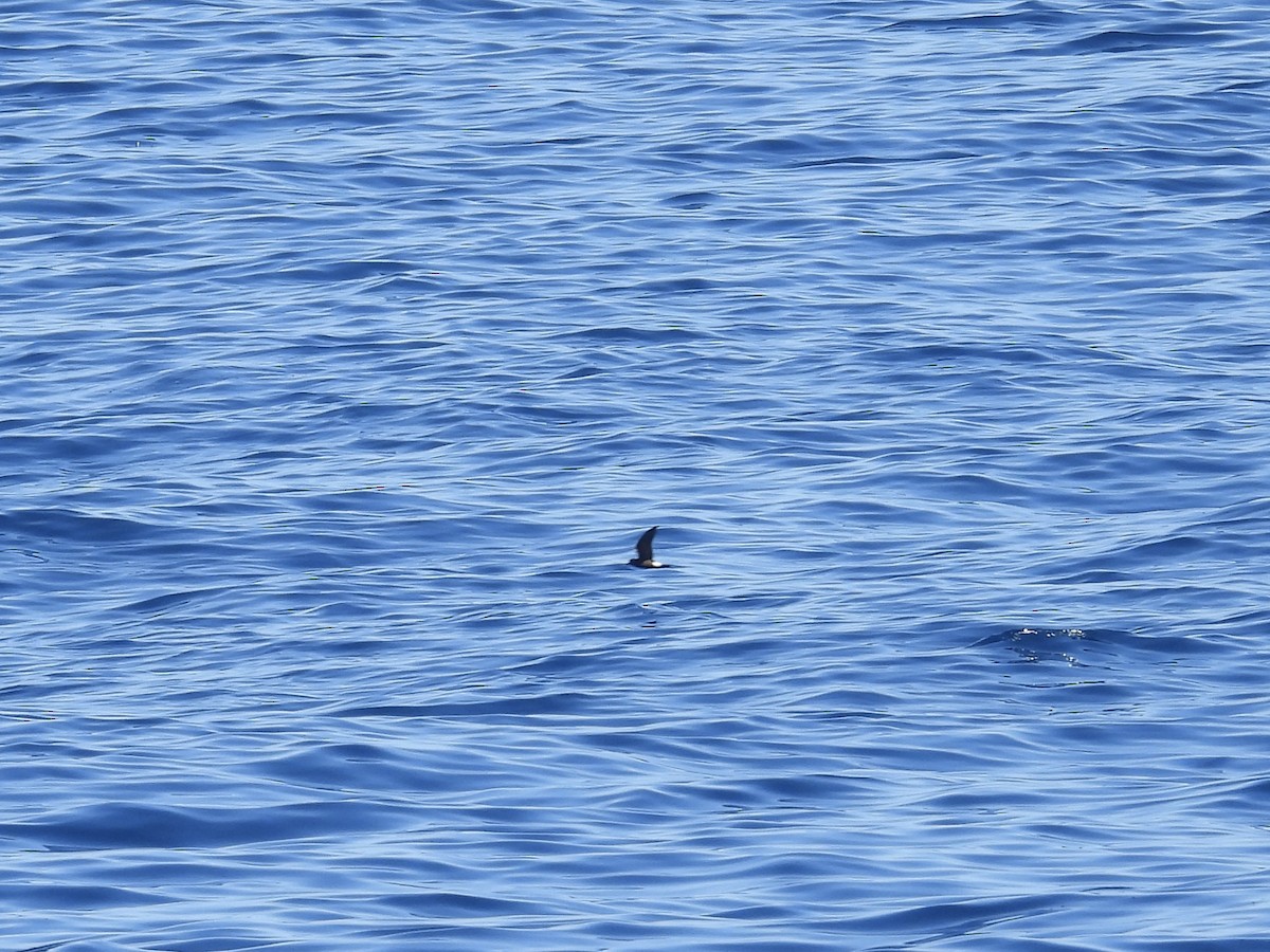 Townsend's Storm-Petrel - ML642275374