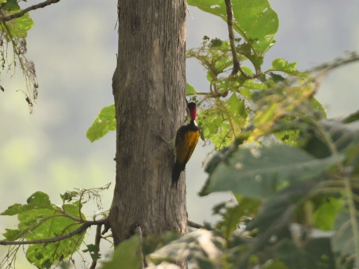 Black-rumped Flameback - ML642275379