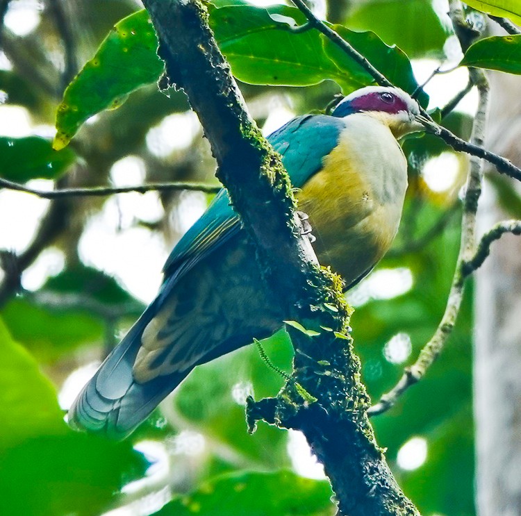 Red-eared Fruit-Dove (Red-eared) - ML642275399