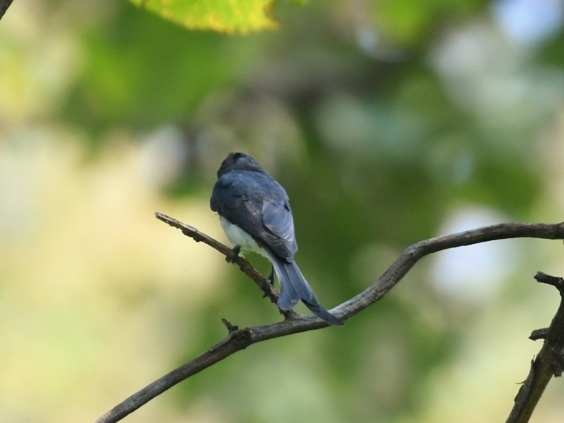 White-bellied Drongo - ML642275406