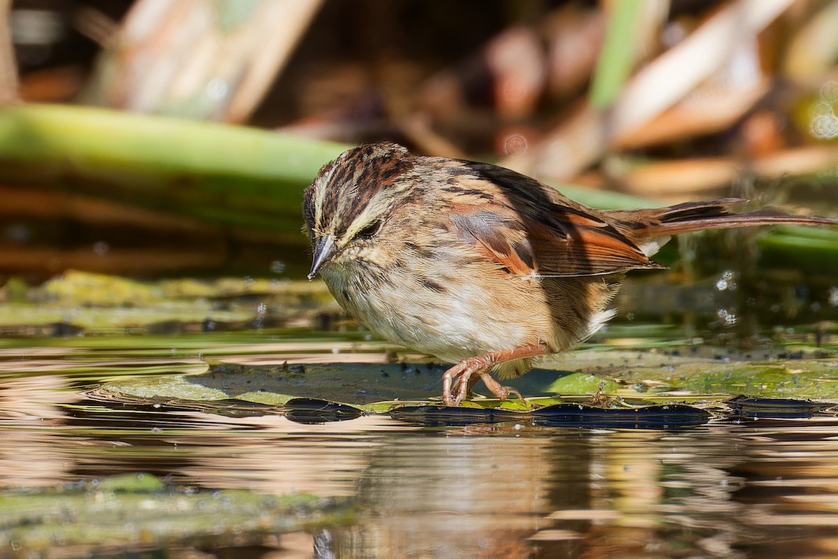 Swamp Sparrow - ML642275408