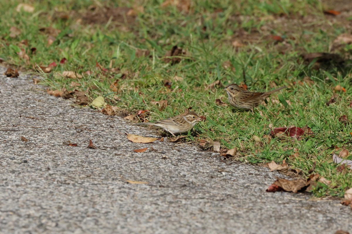 Clay-colored Sparrow - ML642275418