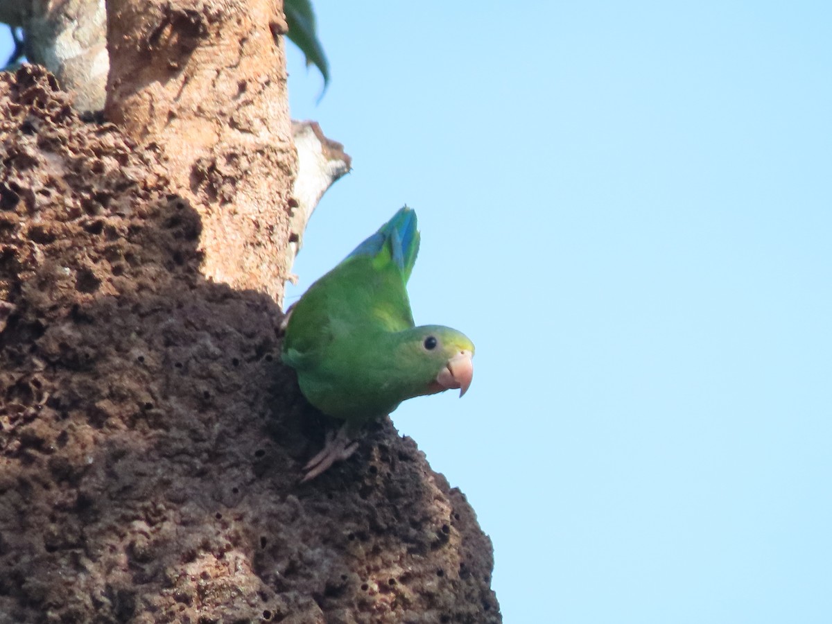 Cobalt-winged Parakeet - ML642275422