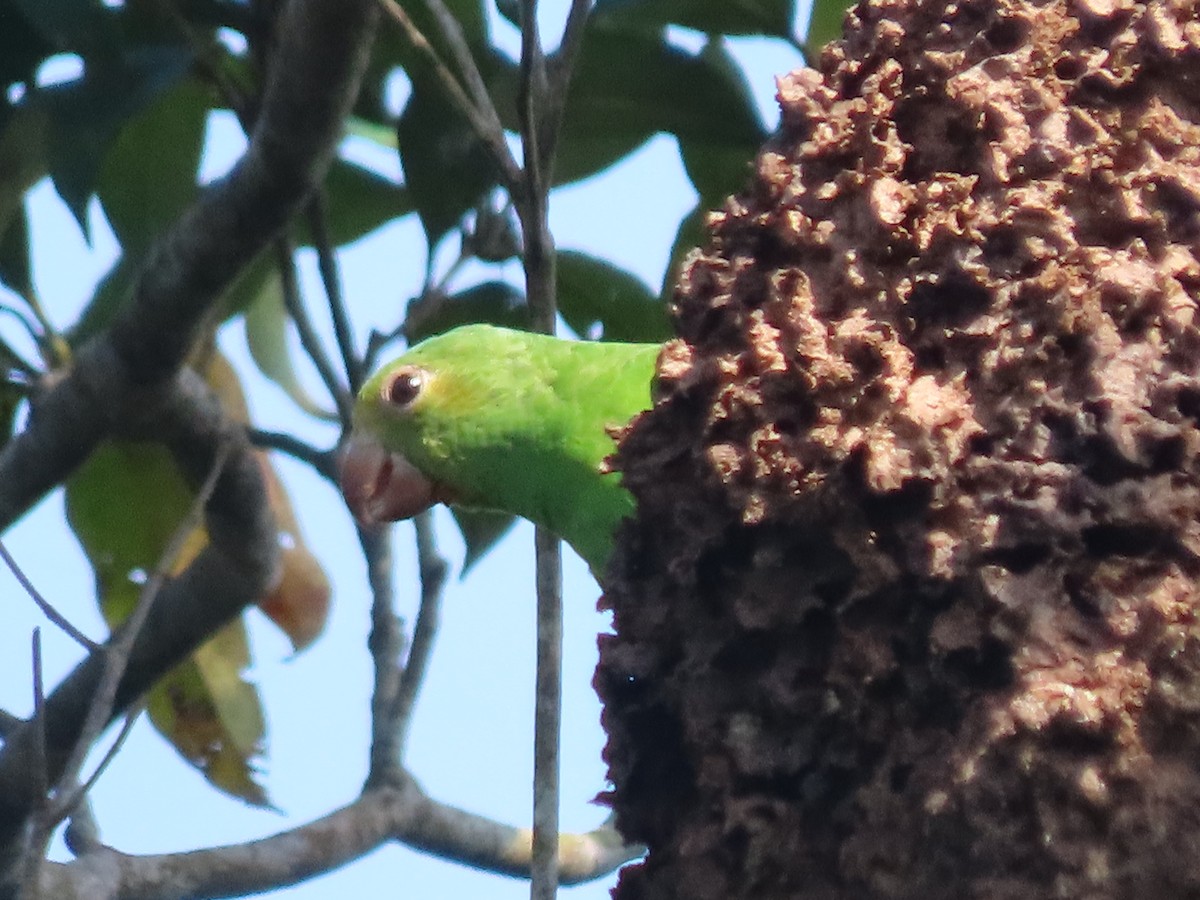 Cobalt-winged Parakeet - ML642275423