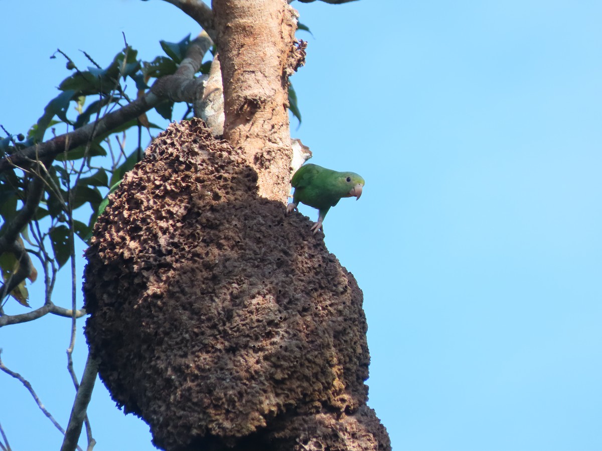 Cobalt-winged Parakeet - ML642275424