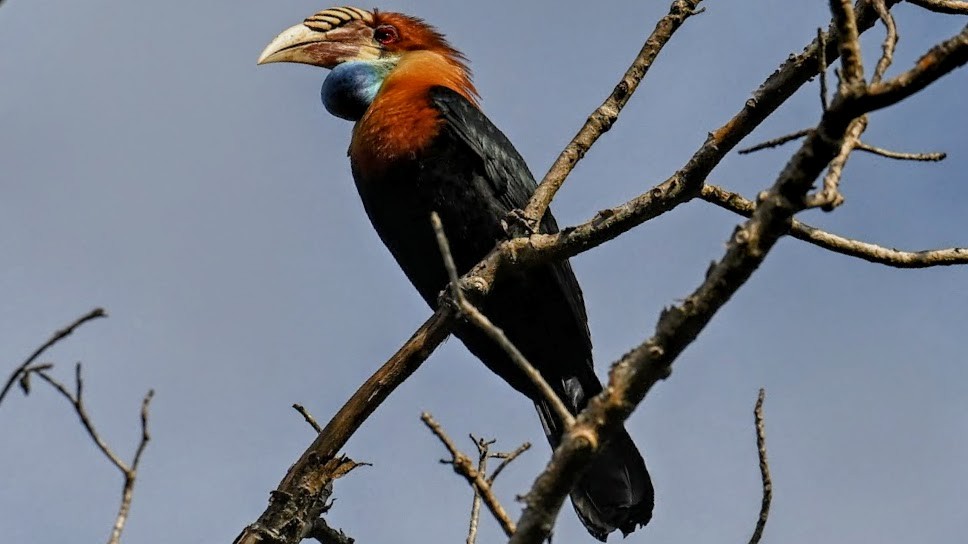 Cálao de la Sumba - ML642275429