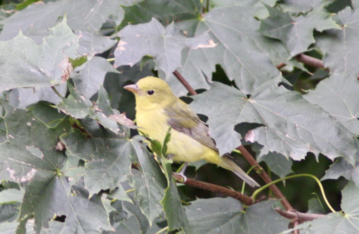 アカフウキンチョウ - ML642275438