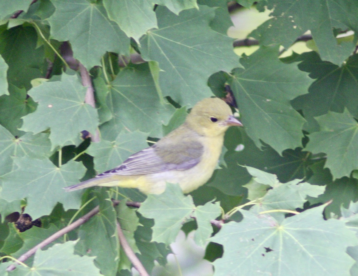 アカフウキンチョウ - ML642275439