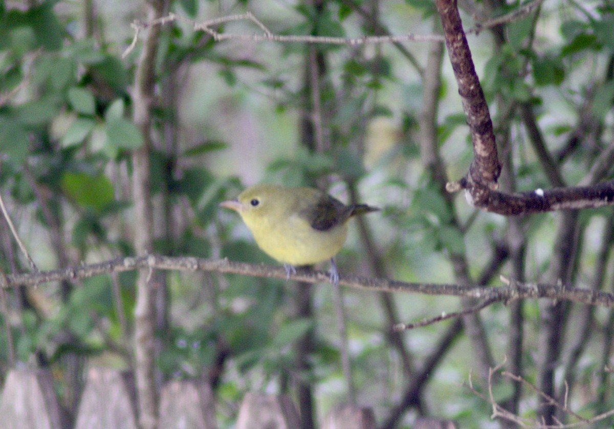アカフウキンチョウ - ML642275440