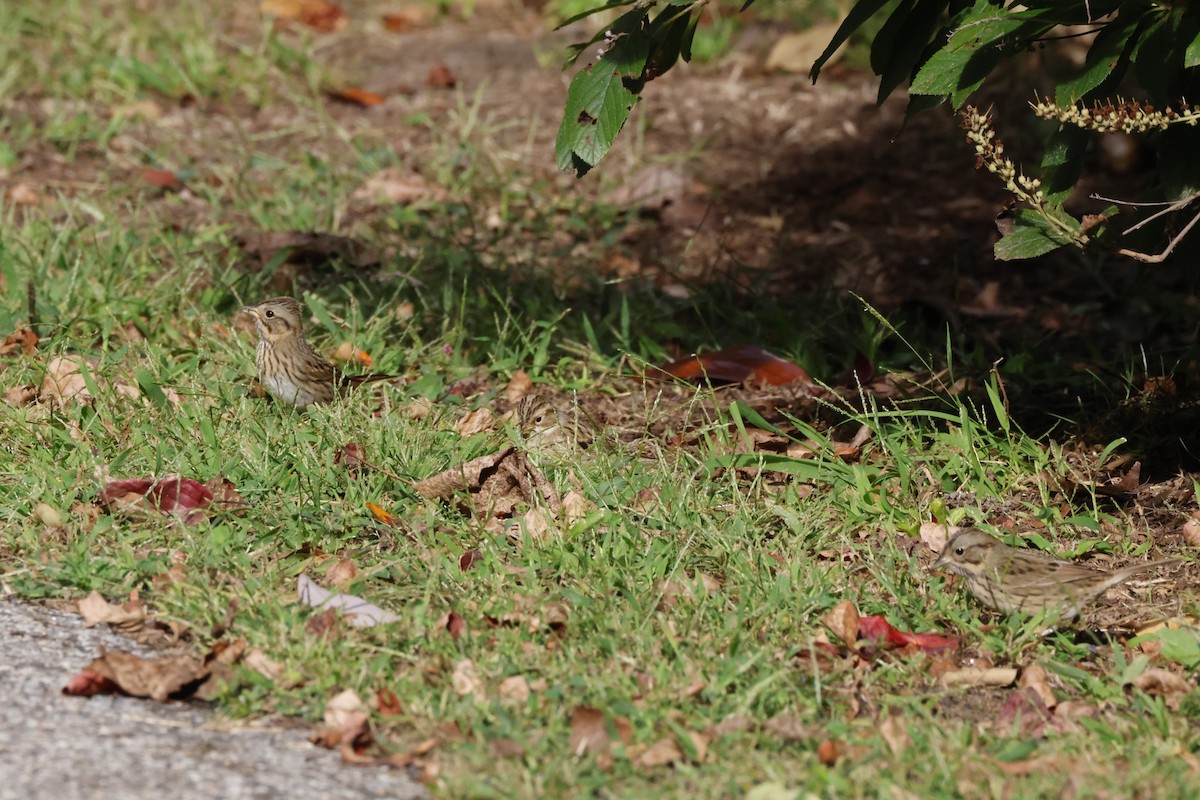 Lincoln's Sparrow - ML642275443