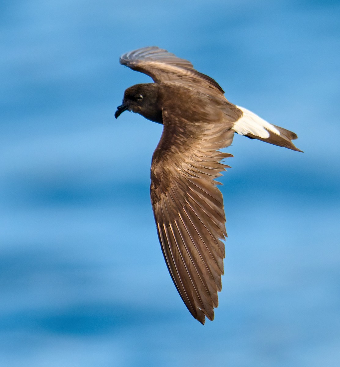 Wedge-rumped Storm-Petrel - ML642275444