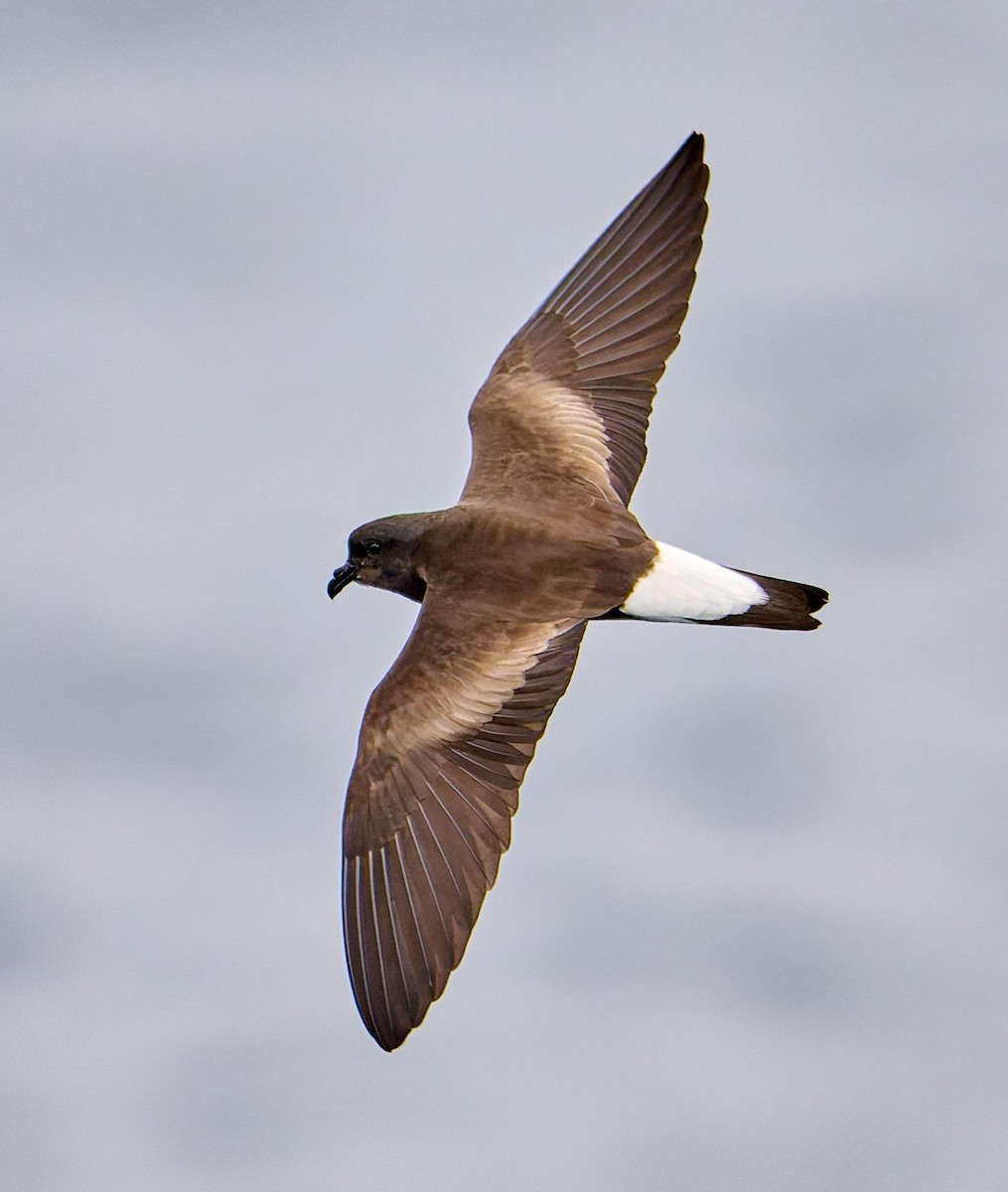 Wedge-rumped Storm-Petrel - ML642275445