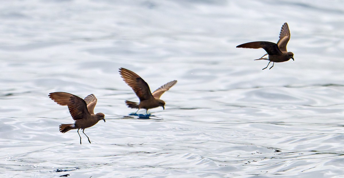 Wedge-rumped Storm-Petrel - ML642275446