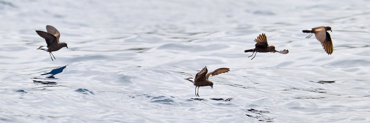 Wedge-rumped Storm-Petrel - ML642275447