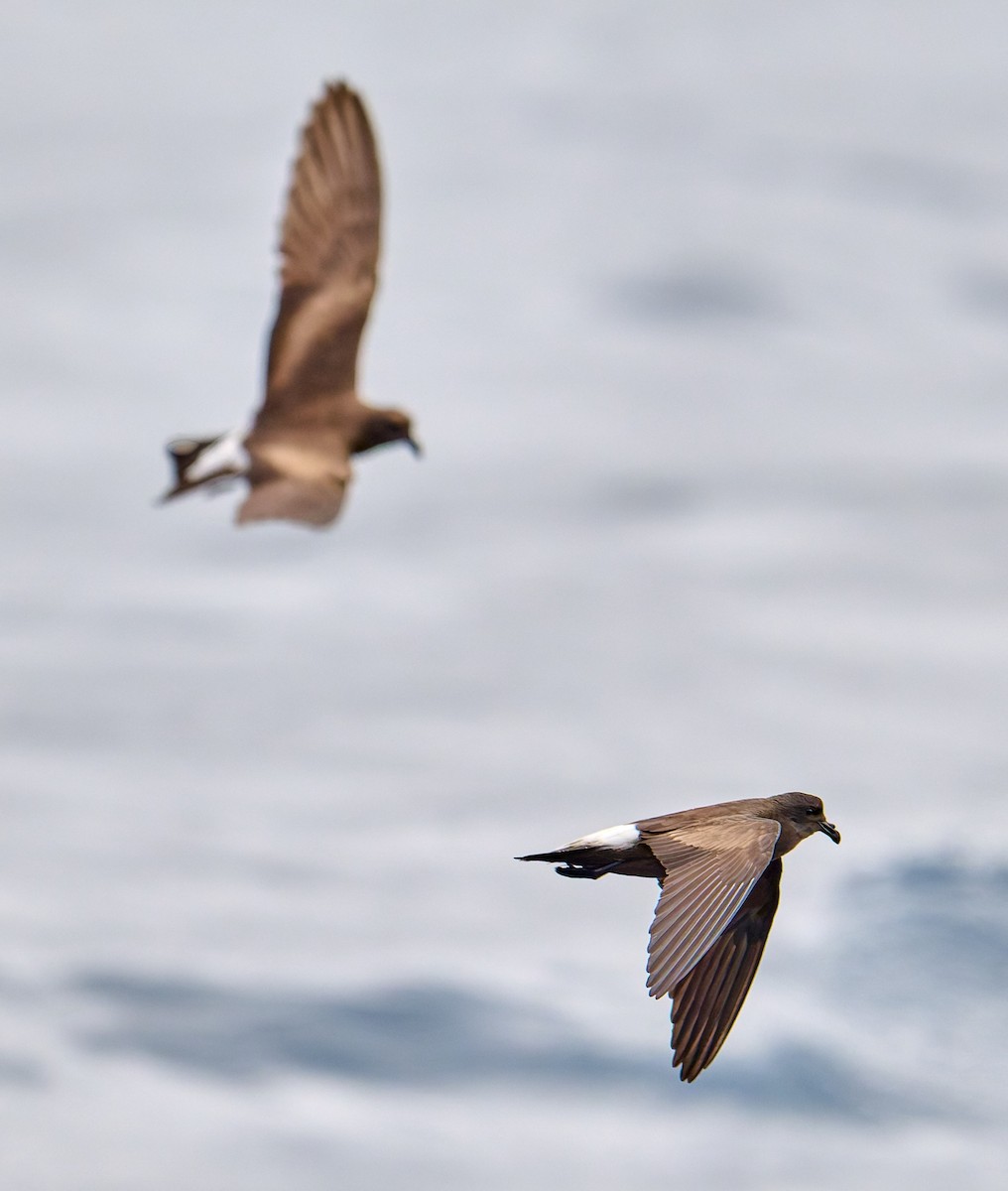 Wedge-rumped Storm-Petrel - ML642275448