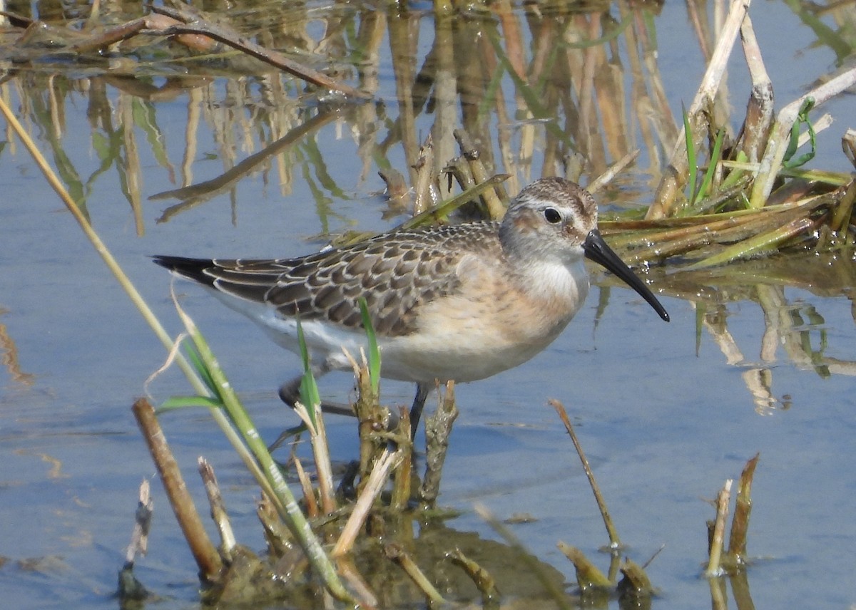 Curlew Sandpiper - ML642275449