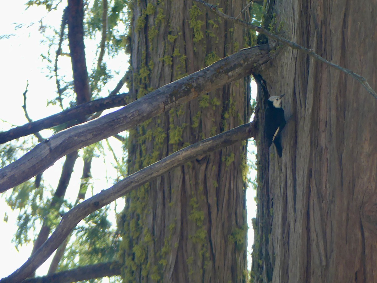 White-headed Woodpecker - ML642275453