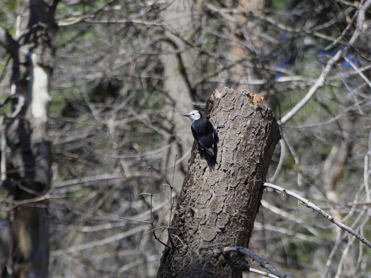 White-headed Woodpecker - ML642275454