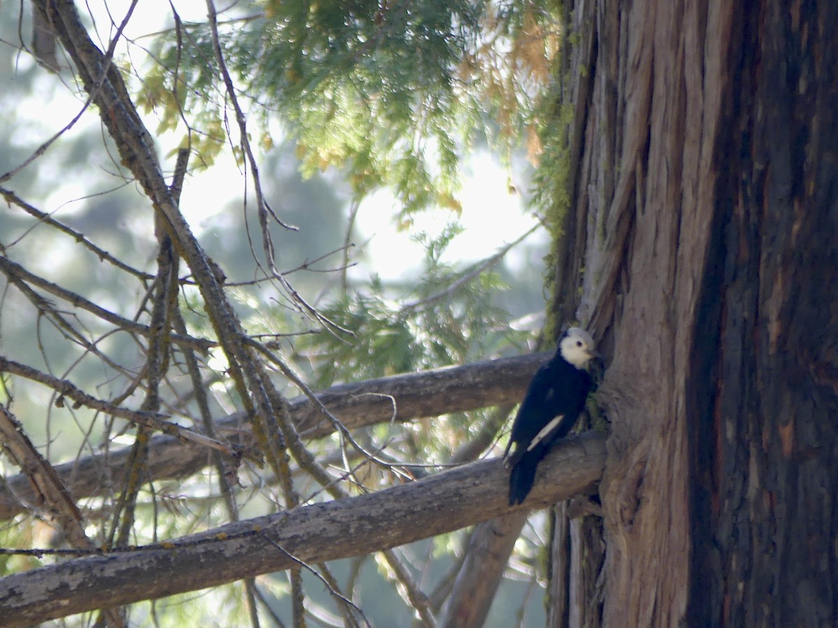 White-headed Woodpecker - ML642275455