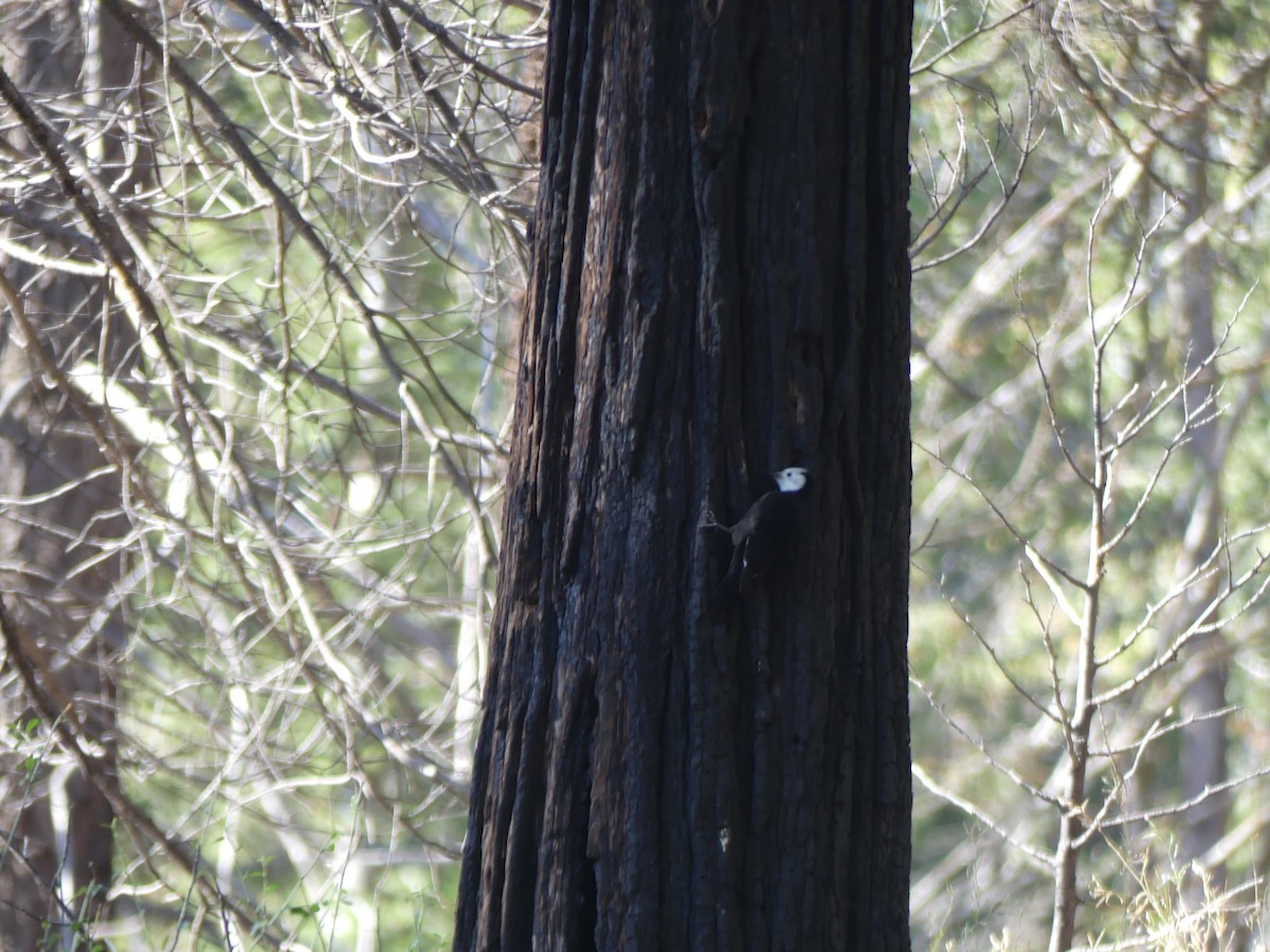 White-headed Woodpecker - ML642275456