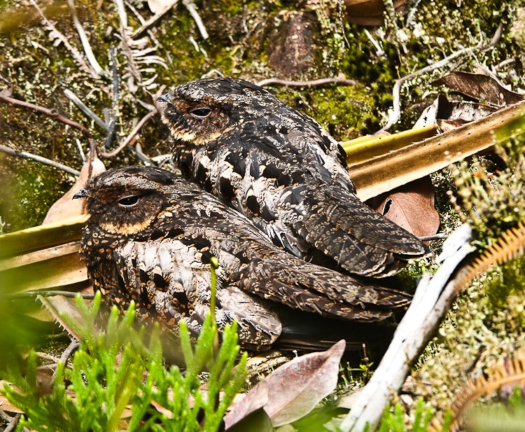 Diabolical Nightjar - ML642275470