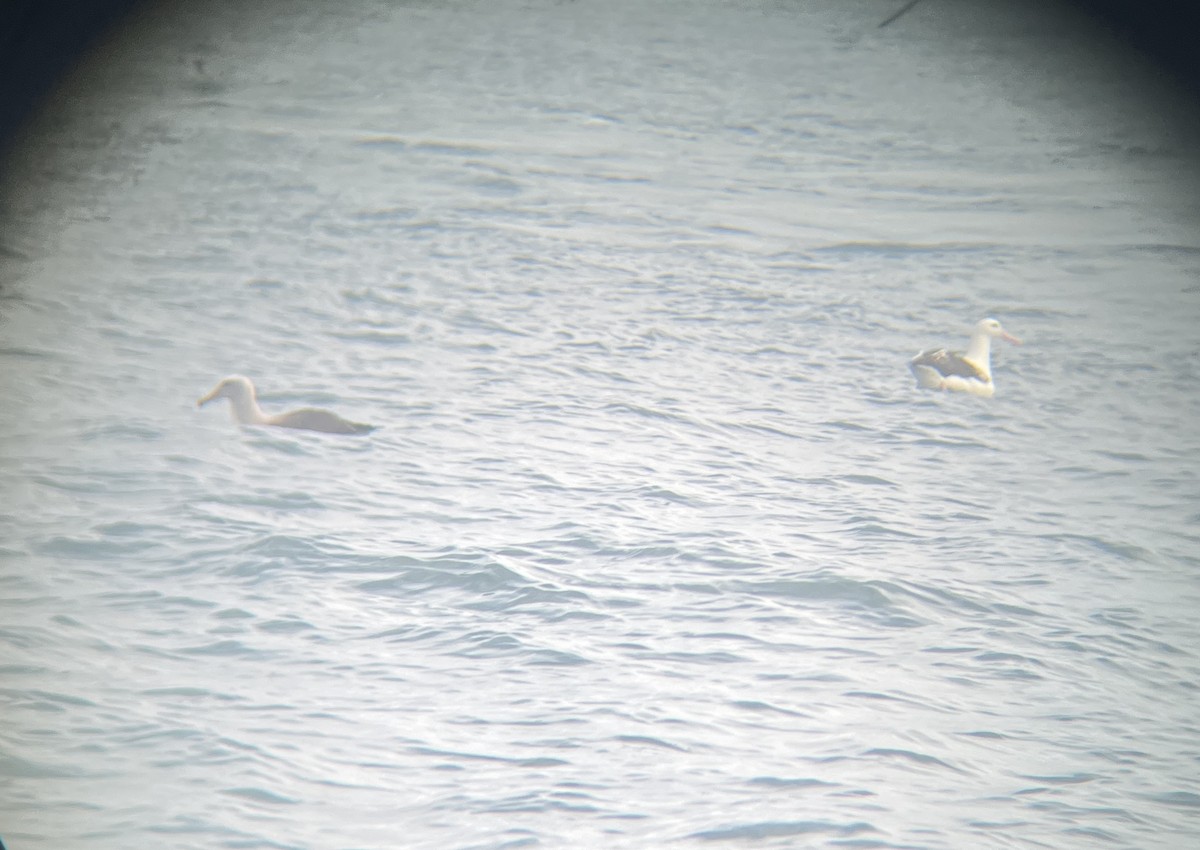 Salvin's Albatross - ML642275471