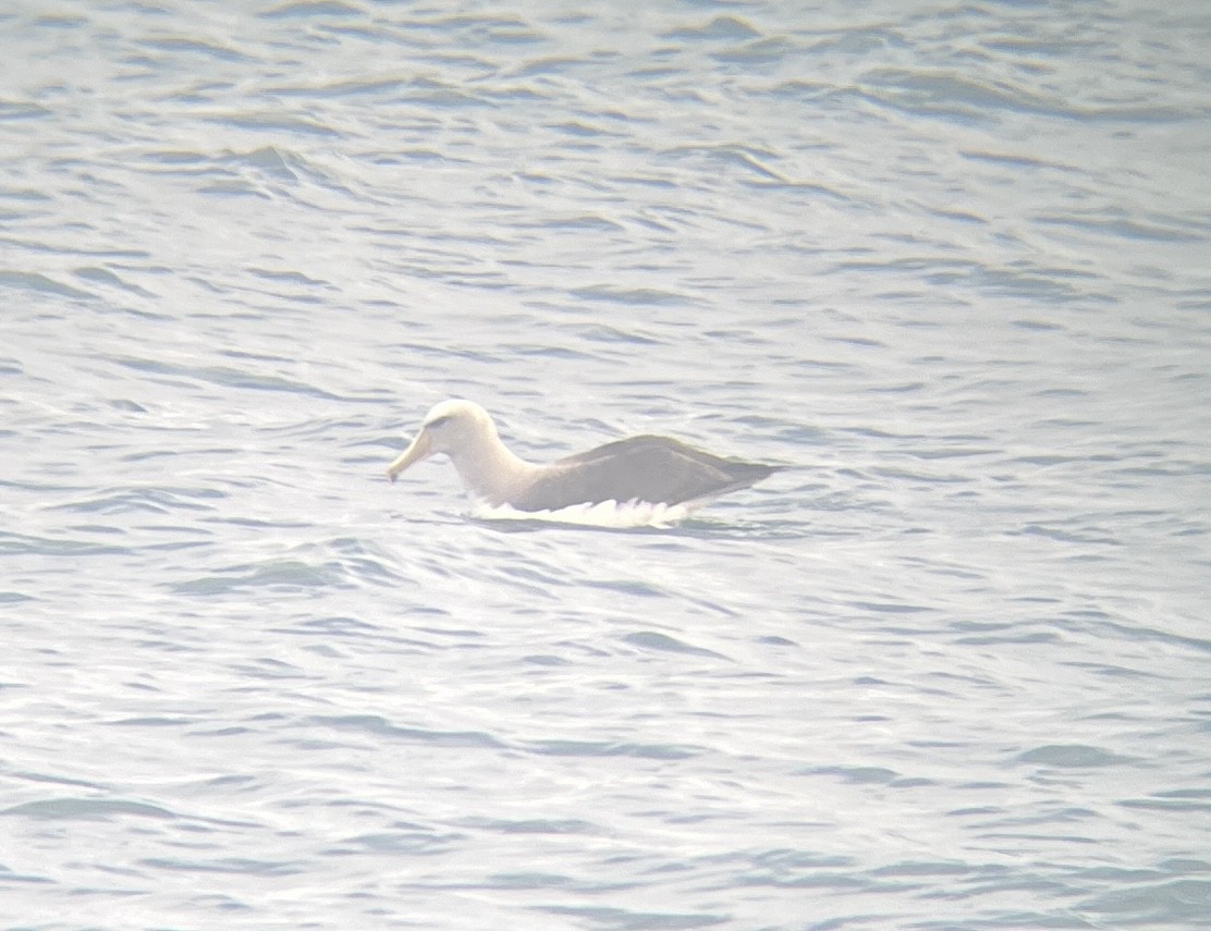 Salvin's Albatross - ML642275472