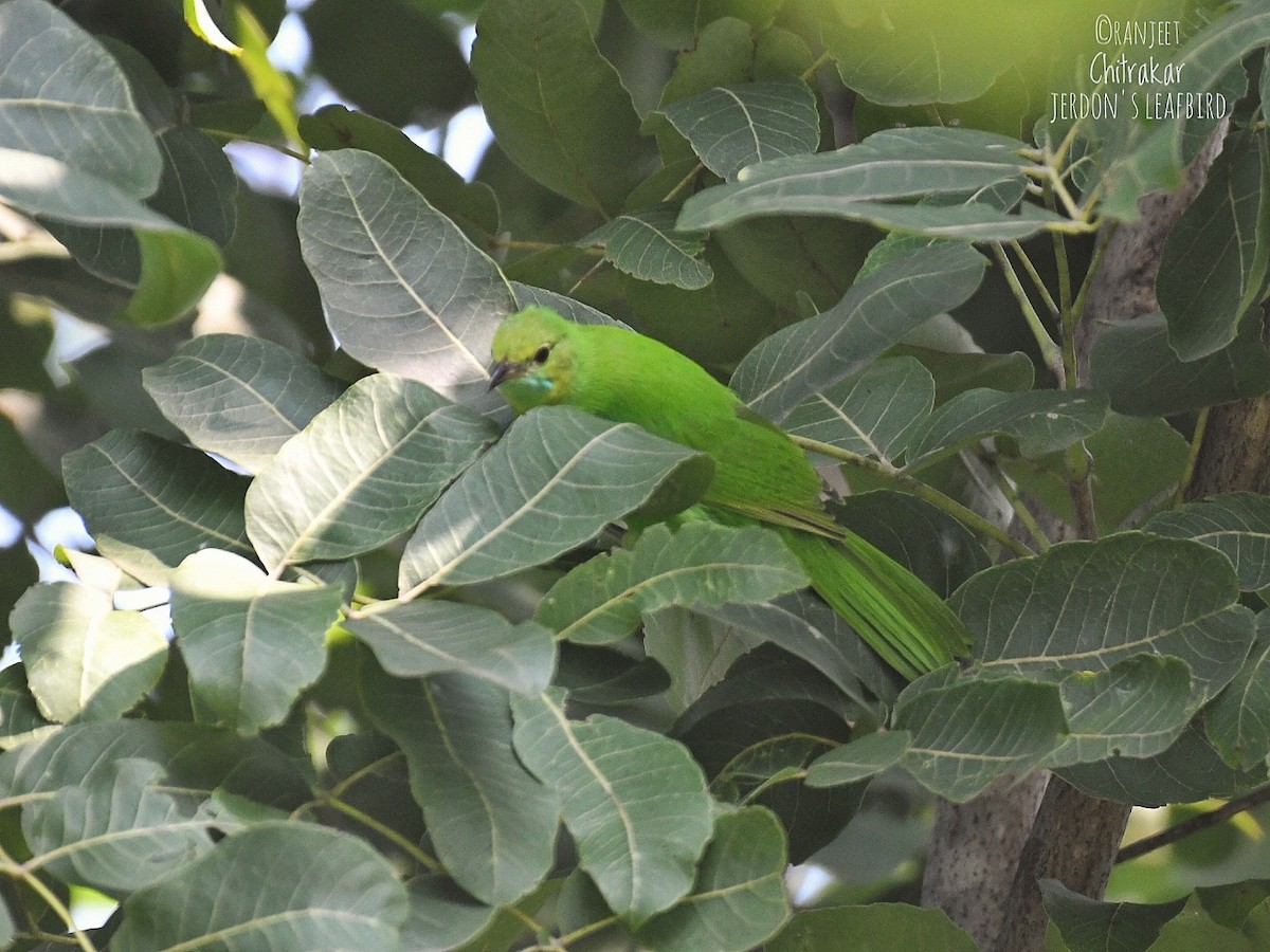 Jerdon's Leafbird - ML642275476