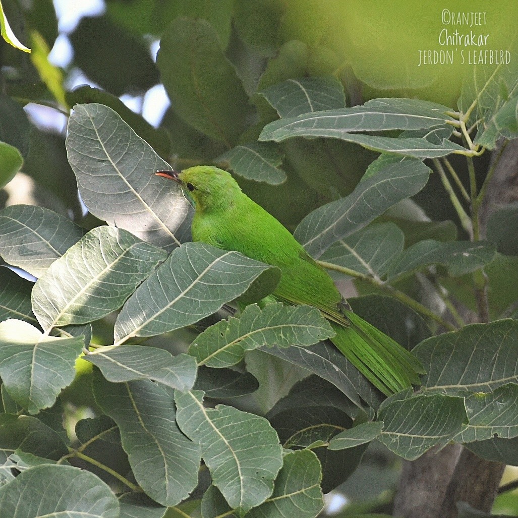 Jerdon's Leafbird - ML642275477
