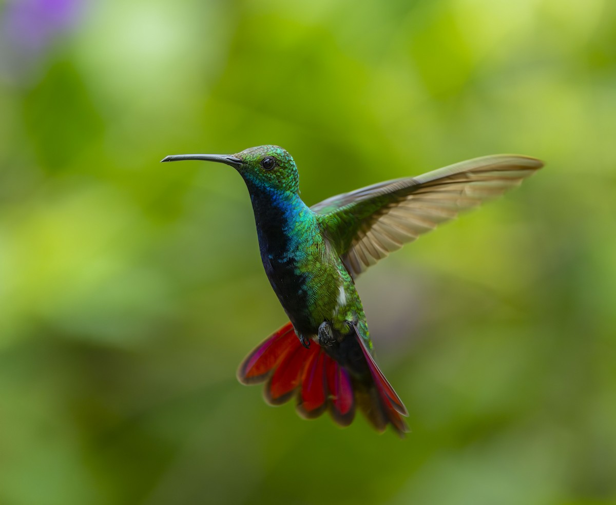 Black-throated Mango (Ecuadorian) - ML642275478