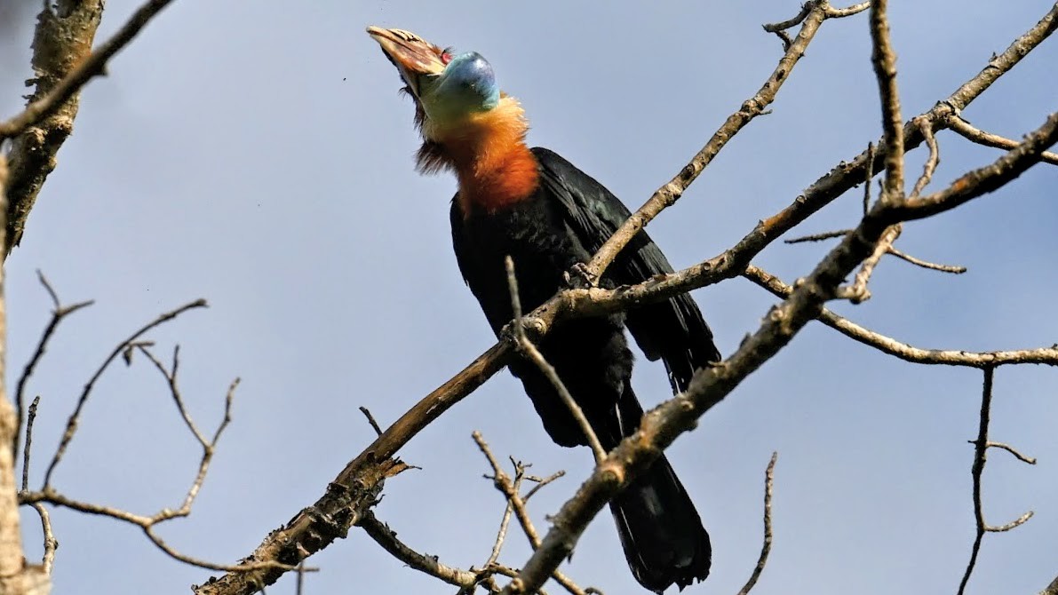Cálao de la Sumba - ML642275483