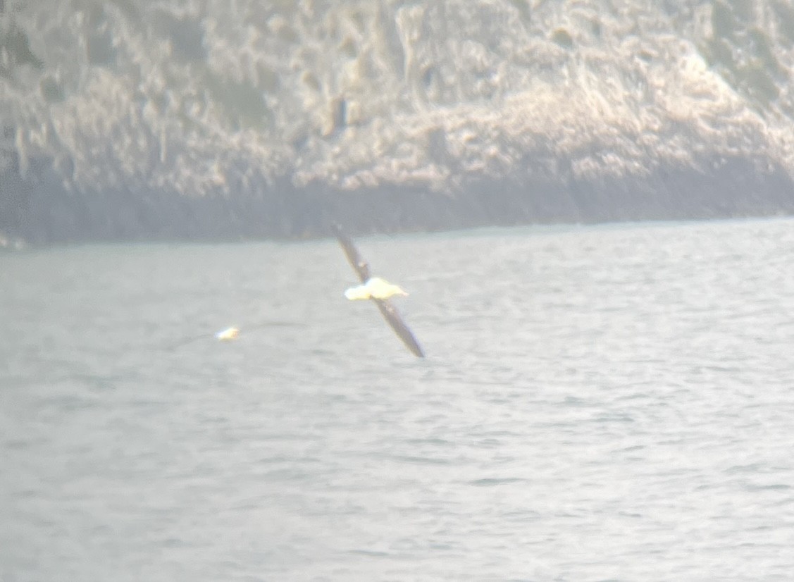 Northern Royal Albatross - Keane Sammon