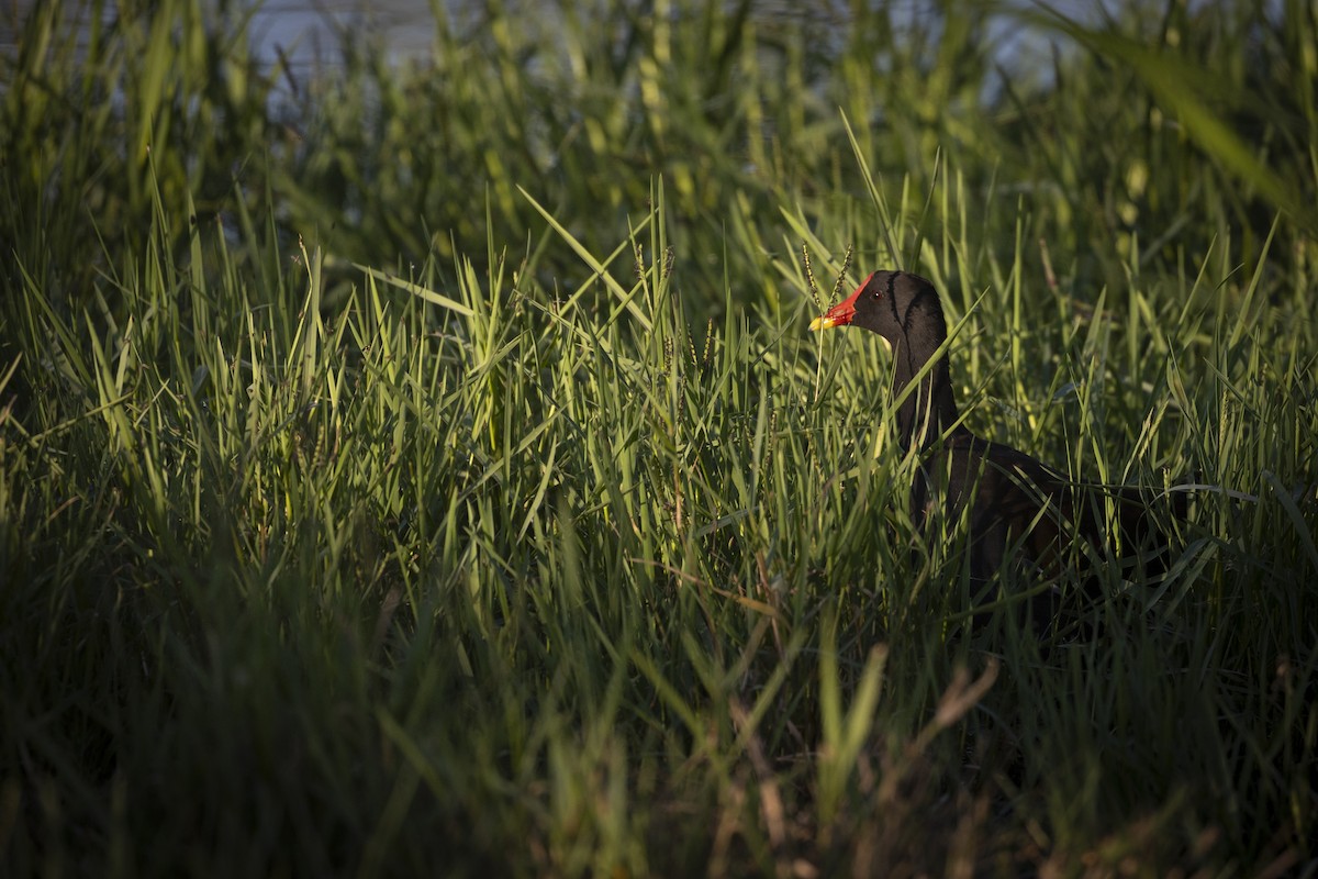 Eurasian Moorhen - ML642275527