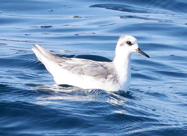 Red Phalarope - ML642275530