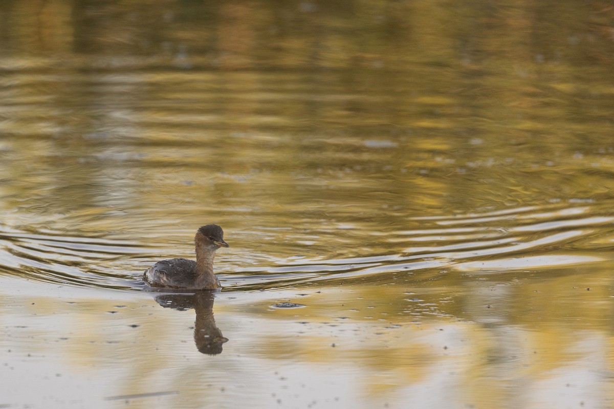 Little Grebe - ML642275532