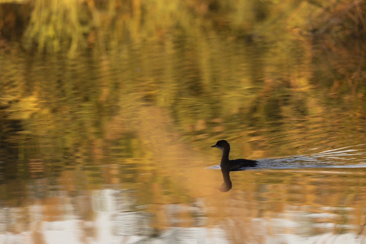Little Grebe - ML642275534