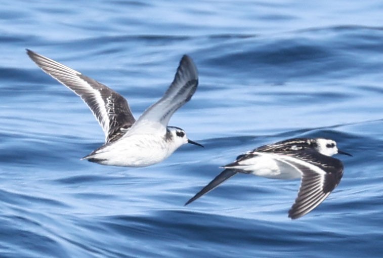 Red-necked Phalarope - ML642275539