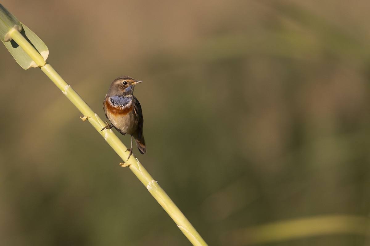 Bluethroat - ML642275545