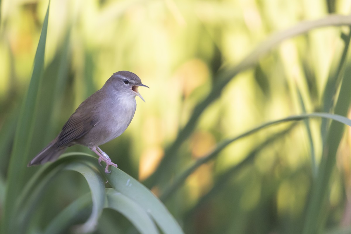 Cetti's Warbler - ML642275550