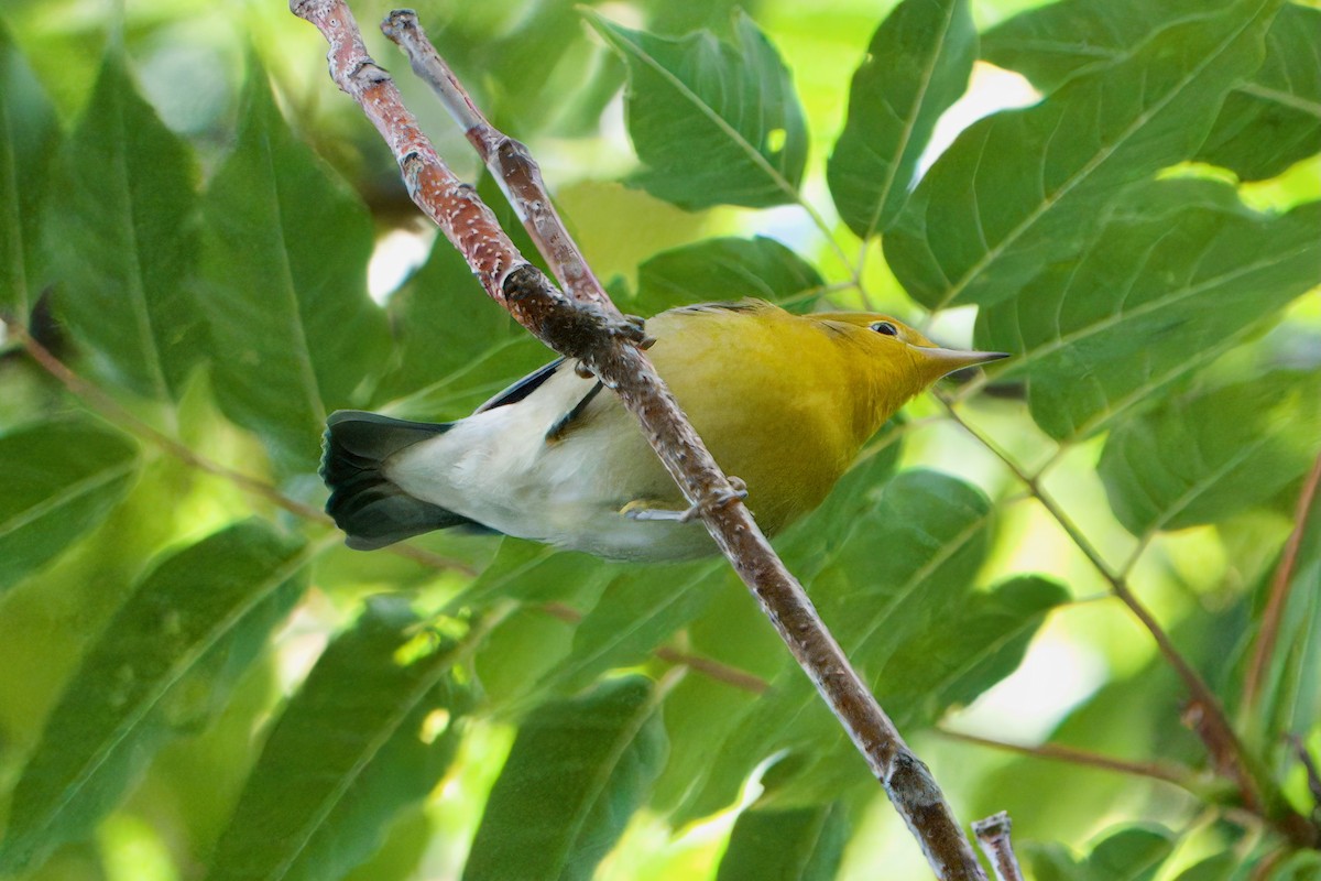 Prothonotary Warbler - ML642275551
