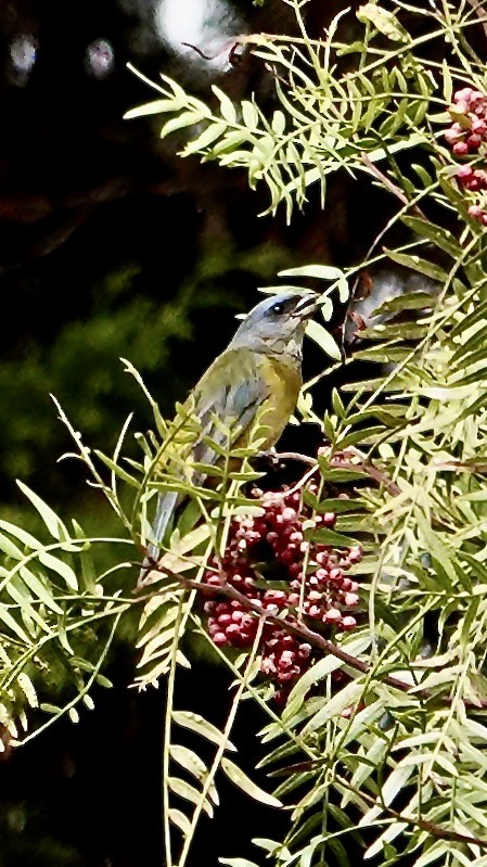 Blue-and-yellow Tanager - ML642275552