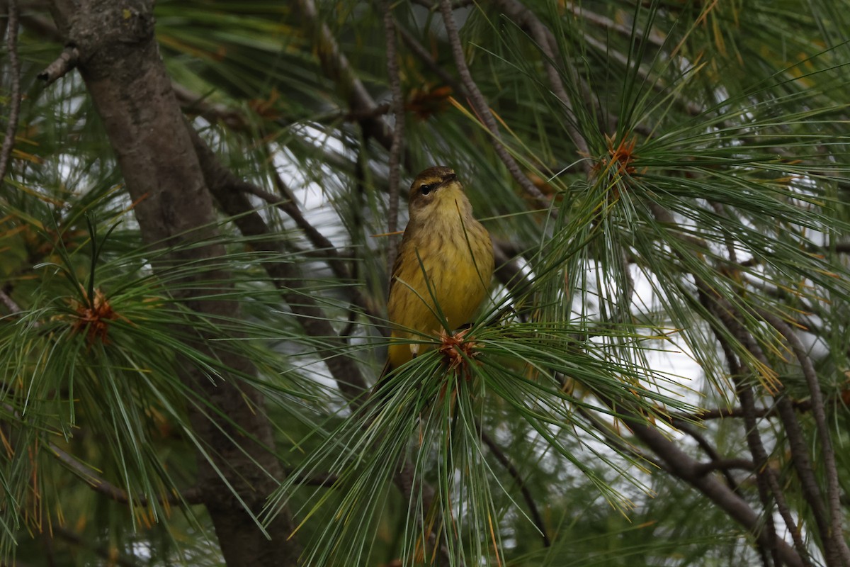Palm Warbler - ML642275557