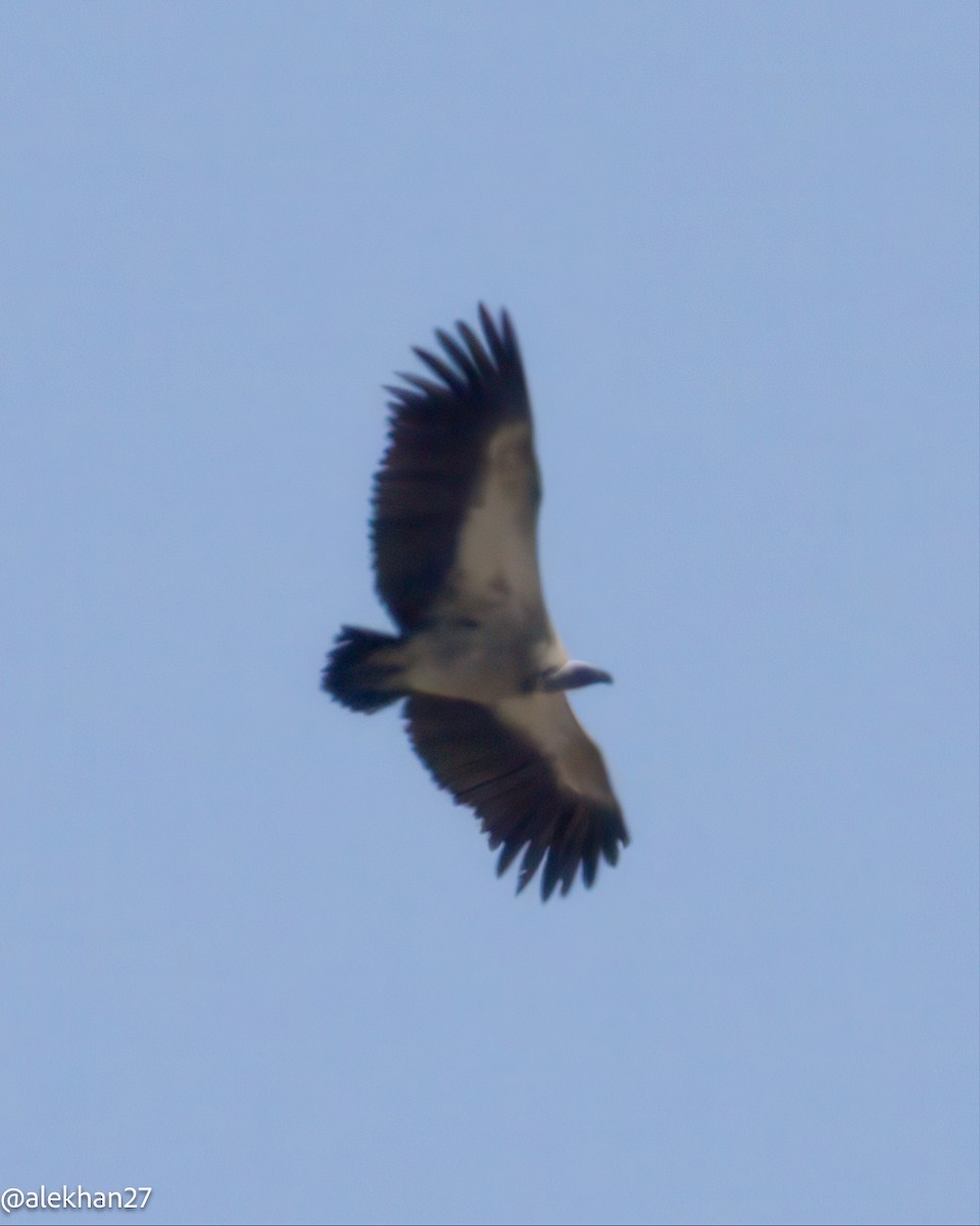 White-backed Vulture - ML642275560