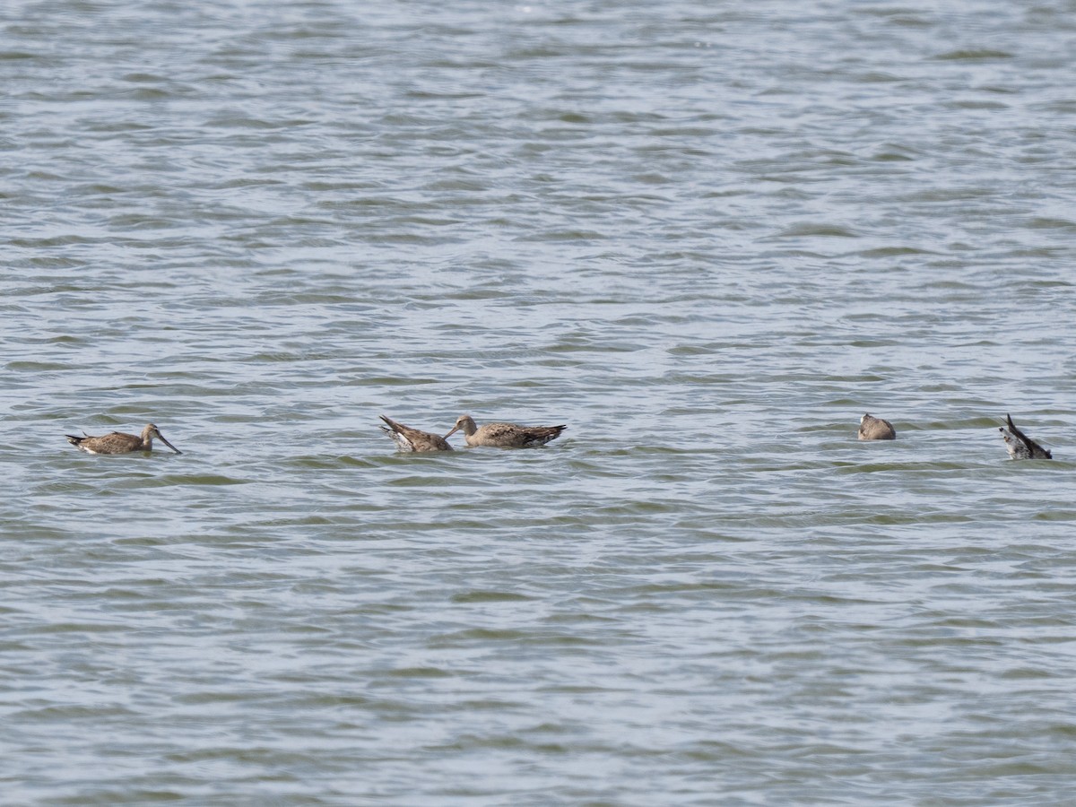 アメリカオグロシギ - ML642275561